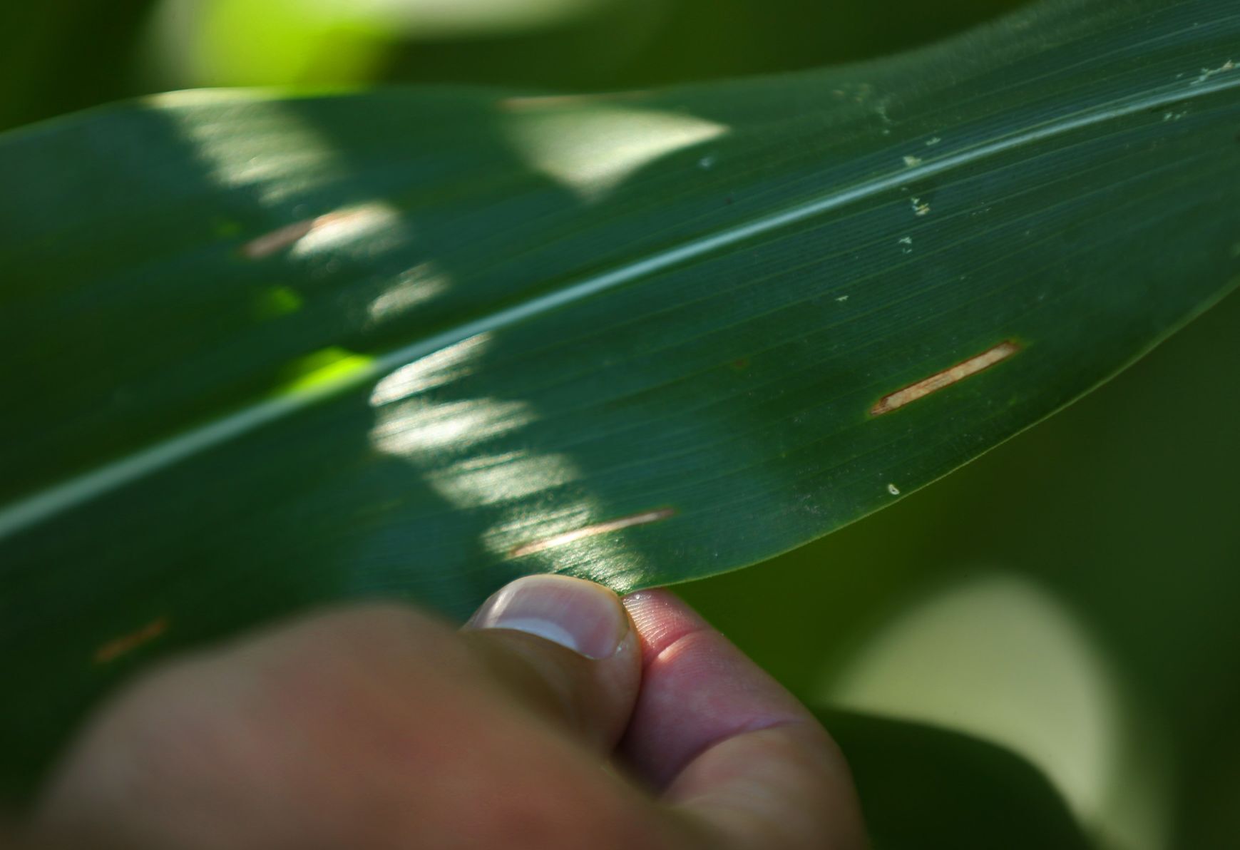Crop spraying to save fungal spread